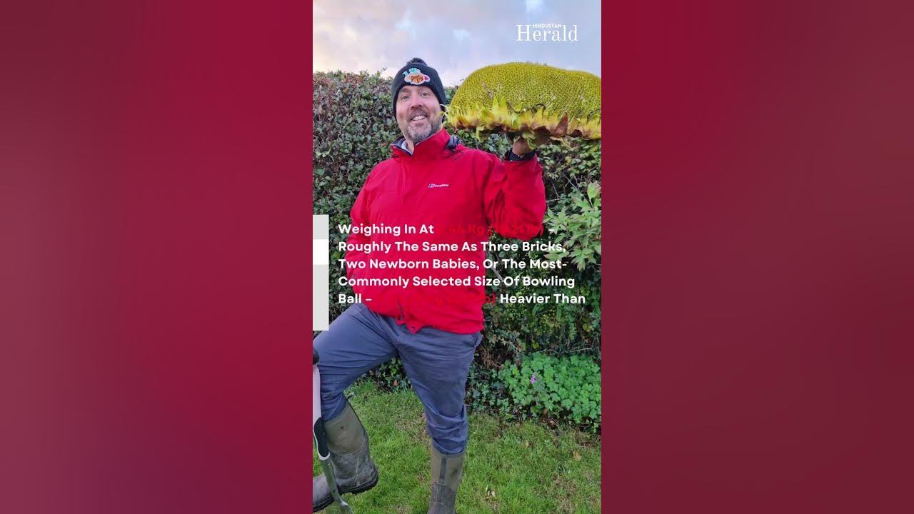 Sunflower head heavier than a bowling ball breaks world record YouTube