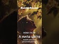 А липа цвіте MaizheRazom українськамузика новамузика пісні новийтрек музика