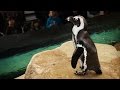 Live Penguin Cam (Biologist View) | California Academy of Sciences