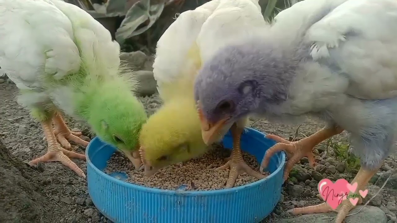 Ningrum_bermain bersama ayam warna-warni_bagian 2