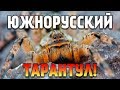 Южнорусский Тарантул (Lycosa Singoriensis) или Мизгирь - Содержание дома!