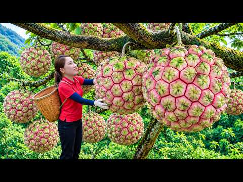[TIMELAPSE] -- Harvesting Rare Thorny Wild Custard Apples | Fermenting Traditional Fruit Wine