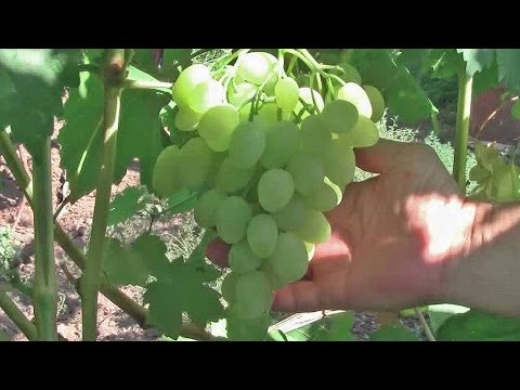 Video: Grapes Zarnitsa: description and characteristics