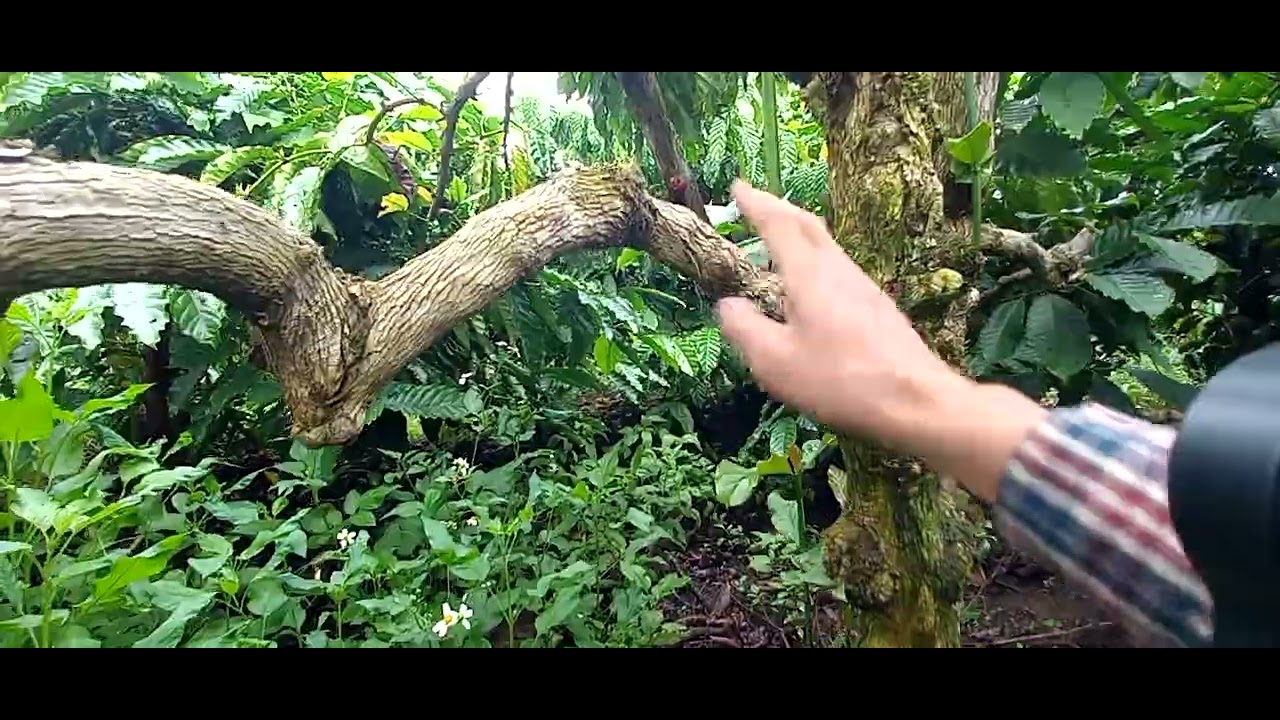 Cách chuyển đổi từ cà phê bấm ngọn sang thả ngọn