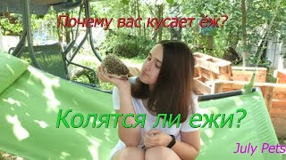 КОЛЕТСЯ ЛИ ЁЖ? ПОЧЕМУ ЁЖ ВАС КУСАЕТ?