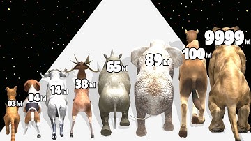 Animal Run Transform Evolution - Level Up Animal Max Level Gameplay