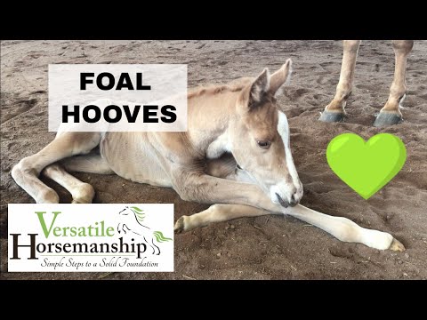 Newborn Foal Hooves | Eponychium // Versatile Horsemanship