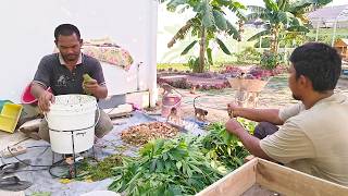 The process of making chicken feed from fermented vegetables,to save on purchasing factory-made feed