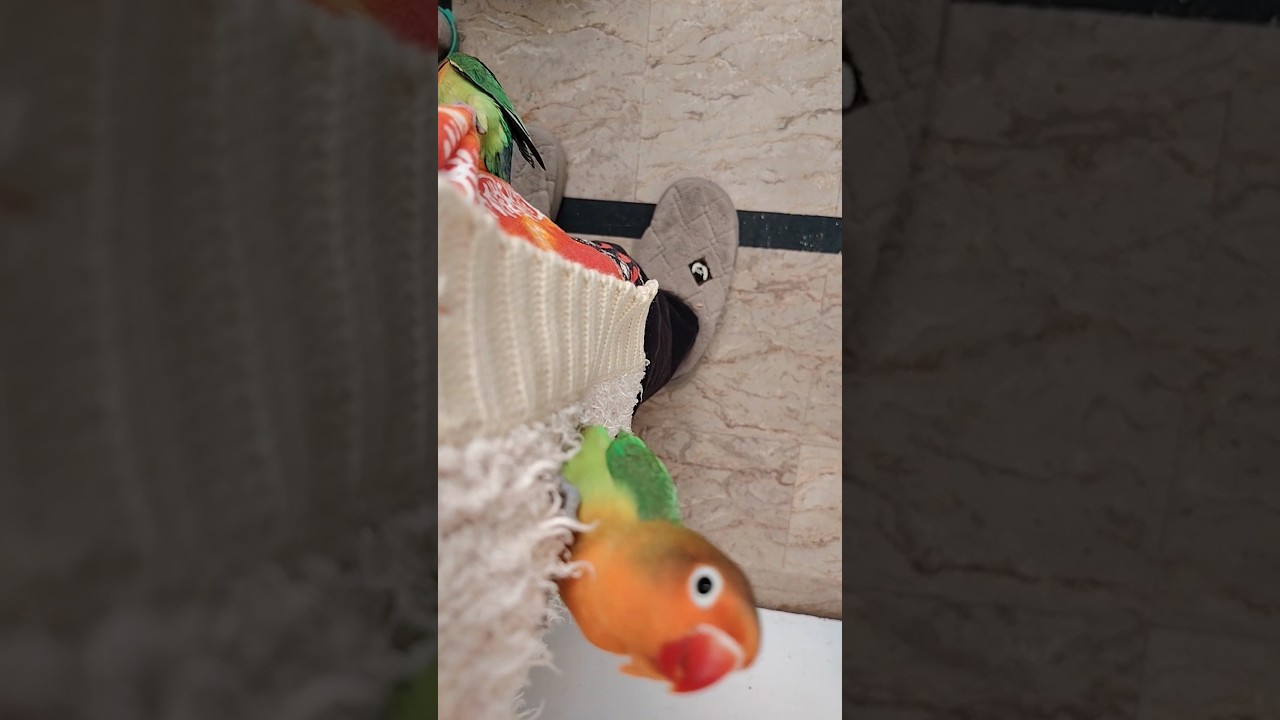 Очаровательные маленькие неразлучники весело проводят время! 