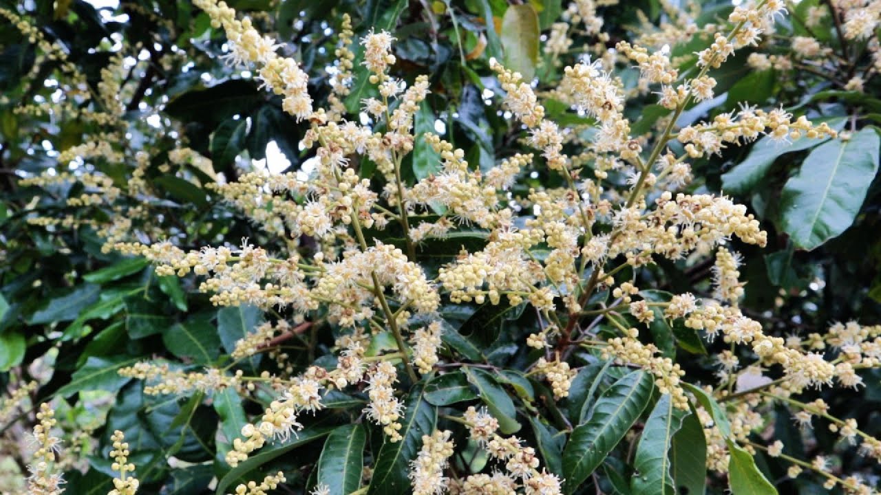 Semprot kelengkeng saat berbunga agar tidak rontok  #adyrajalengkeng #lengkeng #itohsuper