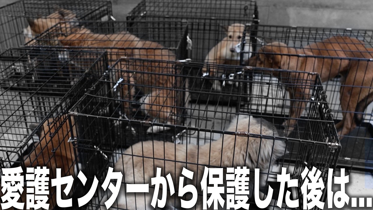 【全部見せます】野犬が保護犬になる瞬間！愛護センターから大量保護した後に犬たちが必ず待ち受けているものが大変すぎるから見せます