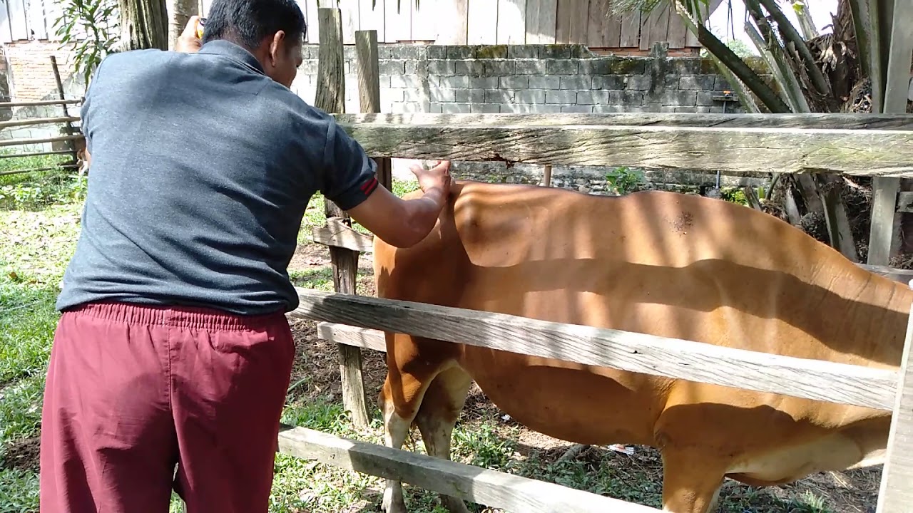 MENGATASI SAPI BERAK DARAH - YouTube