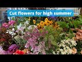 Lots of great varieties for cut flowers in the high summer cut flower garden