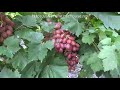 Среднеспелые сорта винограда 2019. Гелиос