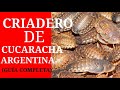 CRIA Y CUIDADOS DE CUCARACHA ARGENTINA(blaptica dubia)