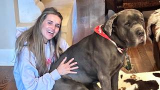 130lb Cane Corso Does Something at 3AM Every Night—She Had No Idea for 6 Months screenshot 1