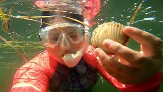 Scalloping Crystal River Florida