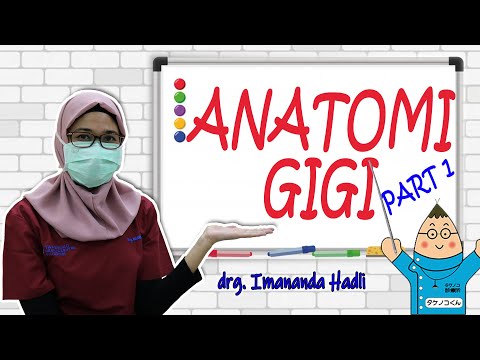 ANATOMI GIGI DAN KEGUNAANNYA