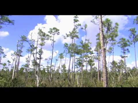 Python invasion in the Everglades