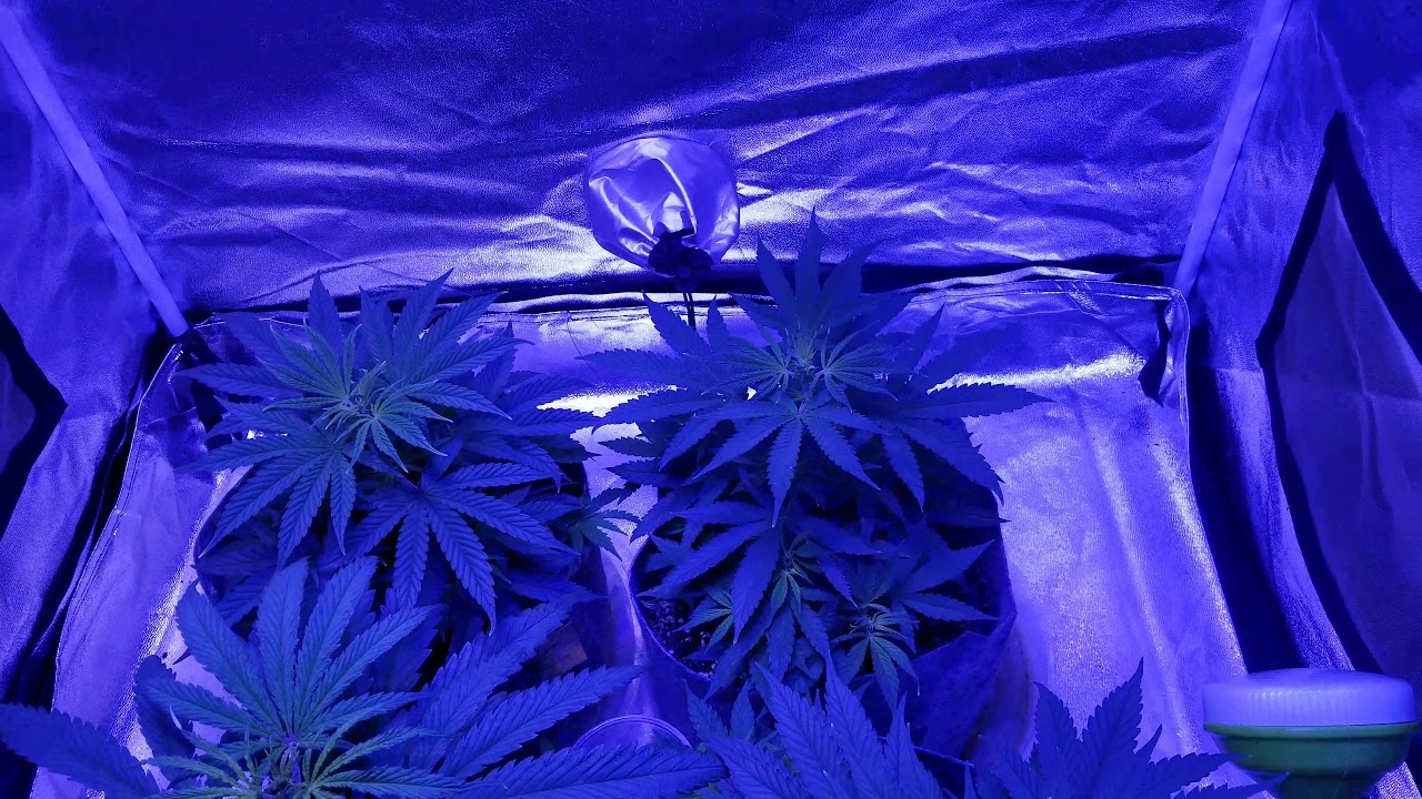 1 month old weed plant indoor grow house.