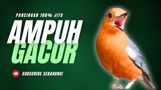 Download Lagu LANGSUNG NYAUT 10000 % ‼️ ANIS MERAH MACET BUNYI JIKA DENGAR SUARA INI PASTI NYAUT LANJUT GACOR | 18 MP3 Download Lagu LANGSUNG NYAUT 10000 % ‼️ ANIS MERAH MACET BUNYI JIKA DENGAR SUARA INI PASTI NYAUT LANJUT GACOR | 18 MP3