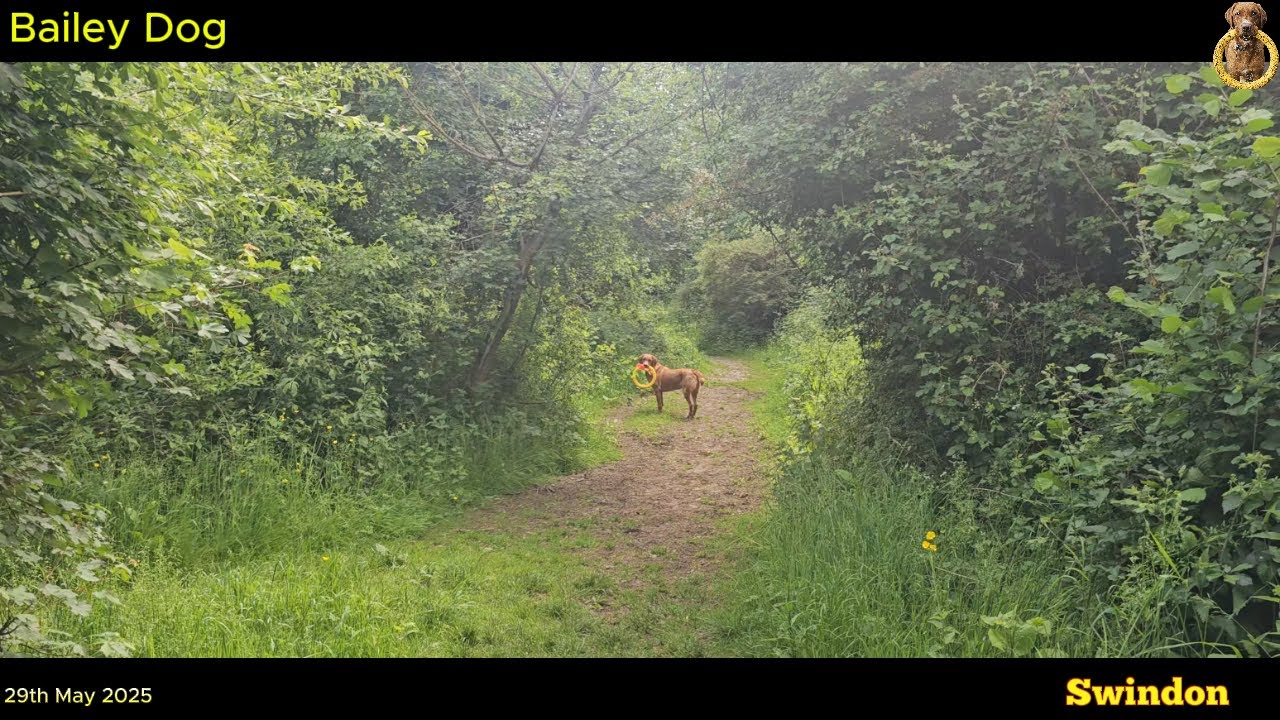 Bailey Dog with Yellow Hoop in Swindon 29th May 2025