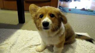 Biscuit Has The Hiccups