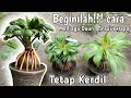 CARA MENJAGA DAUN BONSAI KELAPA AGAR TETAP KERDIL ATAU MINI DENGAN METODE PENYAYATAN RUTIN