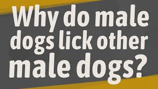 Why Do Male Dogs Lick Other Male Dogs?