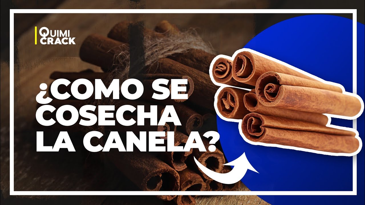 ¿Cómo se cosecha la canela? | #canela #comosehace