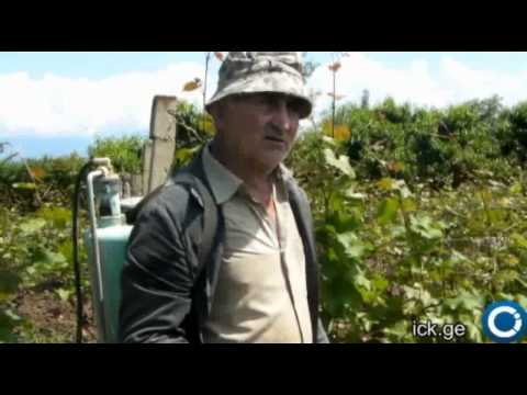 ალბერტი იმედაშვილი