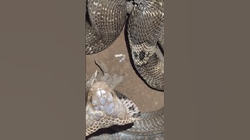 Đừng bắt rắn hổ mang - nguy hiểm #snake #kingsnake #cobra