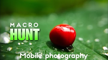 Macro Hunt | Macro Photography on Smartphone