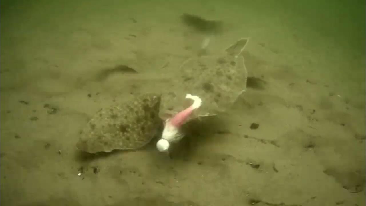 underwater camera view of summer flounder/fluke feeding frenzy YouTube