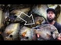 We found some of the biggest bluegill in texas