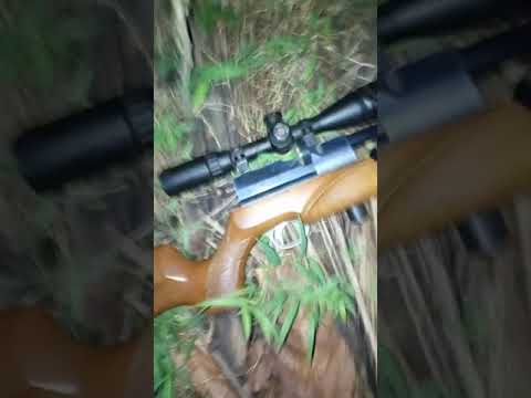 Berburu Burung Pecuk Ular Youtube