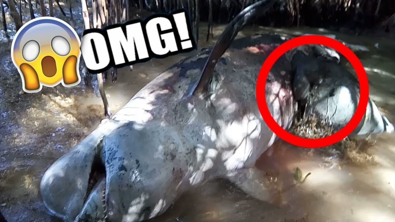 IMPACTANTE Aparece Ballena Muerta En La Orilla Del Mar