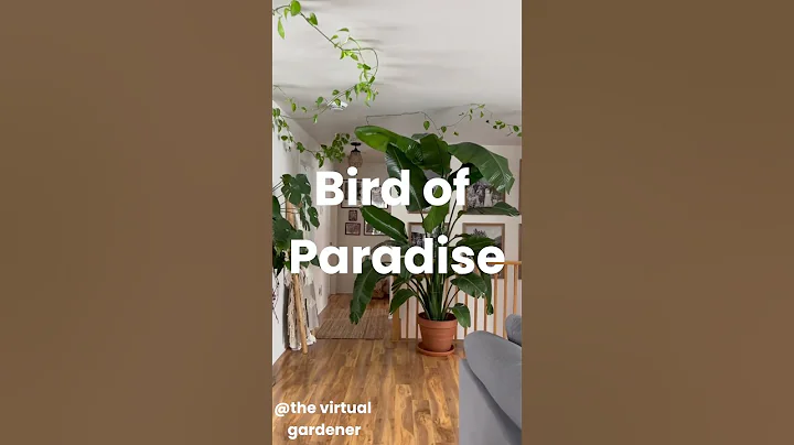 indoor stylish large-leafed plants