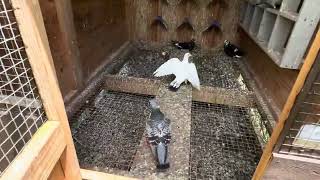 August 14  2024 “ A bird is back now there’s 33 !”