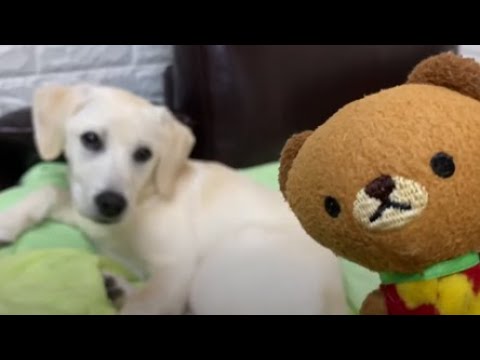 かわいい女の子 愛犬ベル にはプレゼント ラブラドールレトリバー Youtube