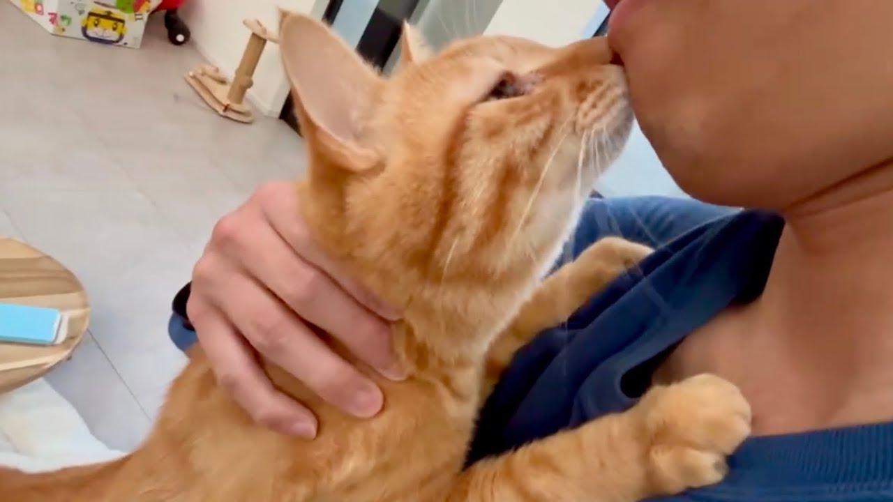 猫苦手なパパが一生懸命お世話をしたら心を開いた猫がこうなりました