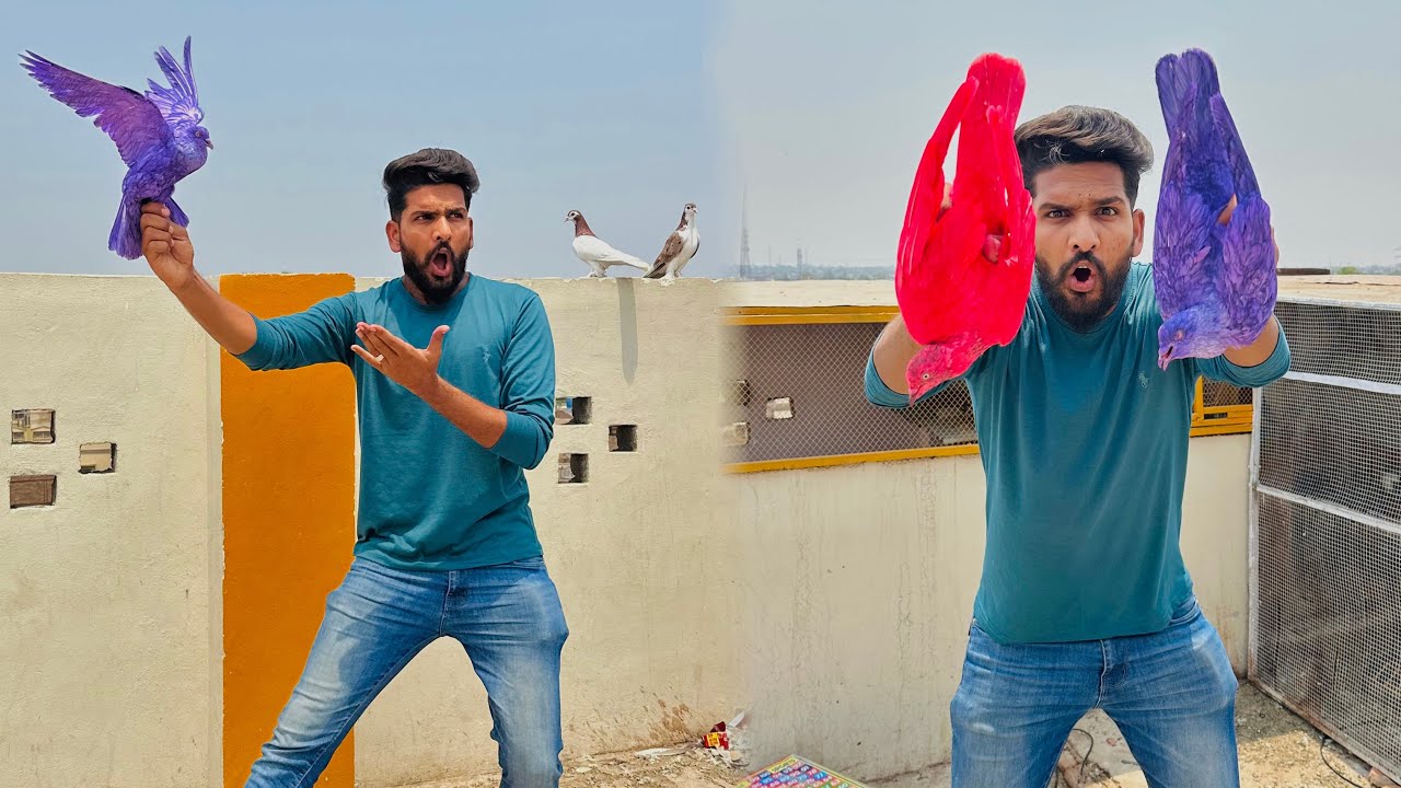 Aaj kisi ka Nela Aseel kabutar utar liya or ya Kia hua 😳😳