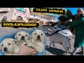 ლაბრადორის ლეკვები / labrador puppy / ჯასპერი სიღნაღში ლეკვის წამოსაყვანად#signagi#сигнаги