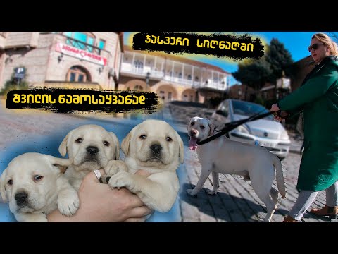 ლაბრადორის ლეკვები / labrador puppy / ჯასპერი სიღნაღში ლეკვის წამოსაყვანად#signagi#сигнаги