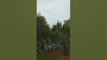 سورة الهمزة للشيخ ياسر الدوسري بصوت يريح القلب
