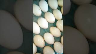 Подготовка к инкубации гусиного яйца