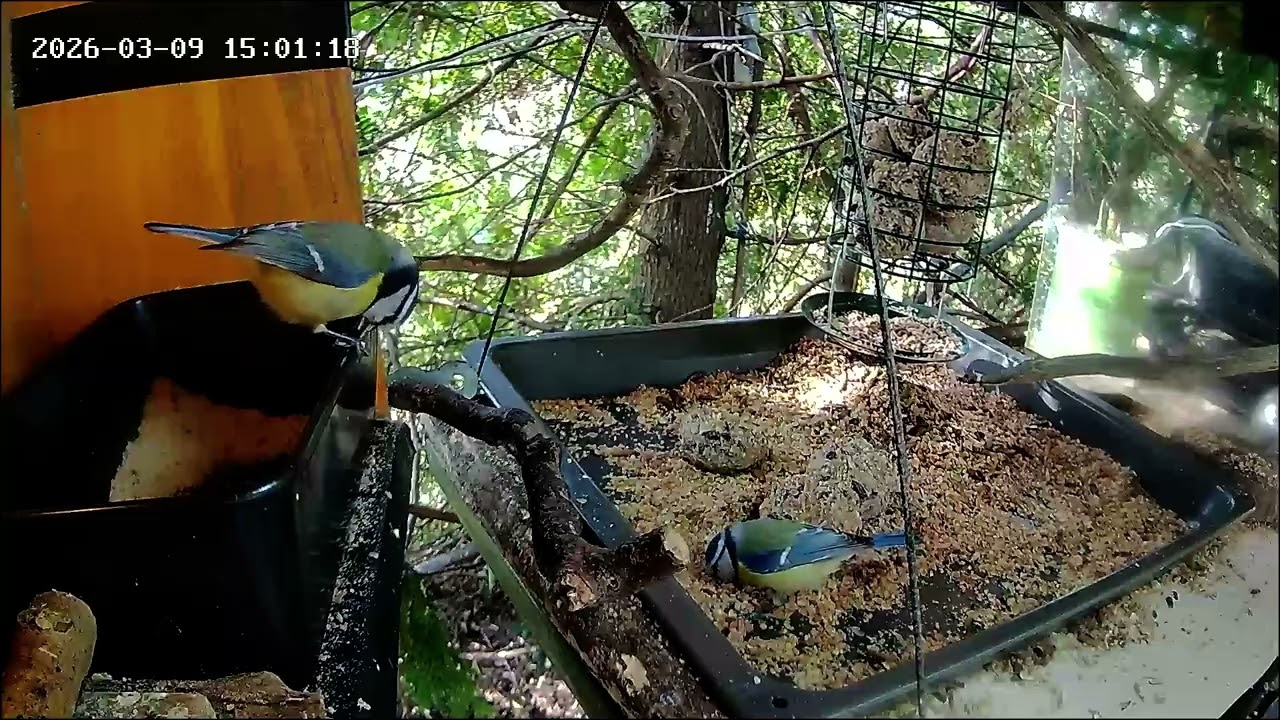 Nachmittags ist an der Nuss-Tanke viel los, Teil 1 (09.03.2026)