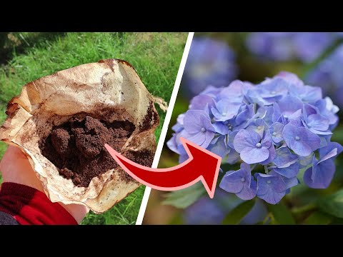 Hortensien Blhwunder: Warum du deine Hortensien unbedingt mit Kaffeesatz  dngen solltest! - YouTube