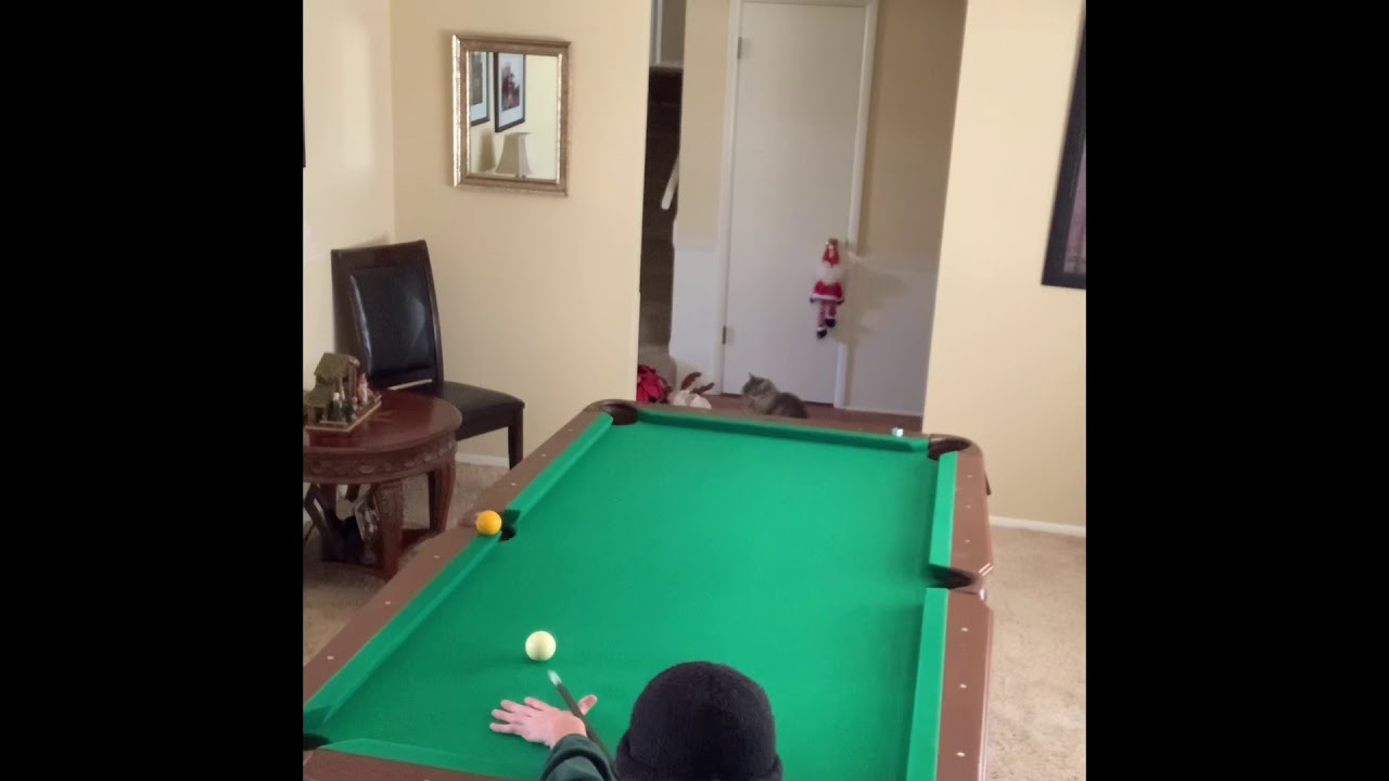 Coconut crabs attack