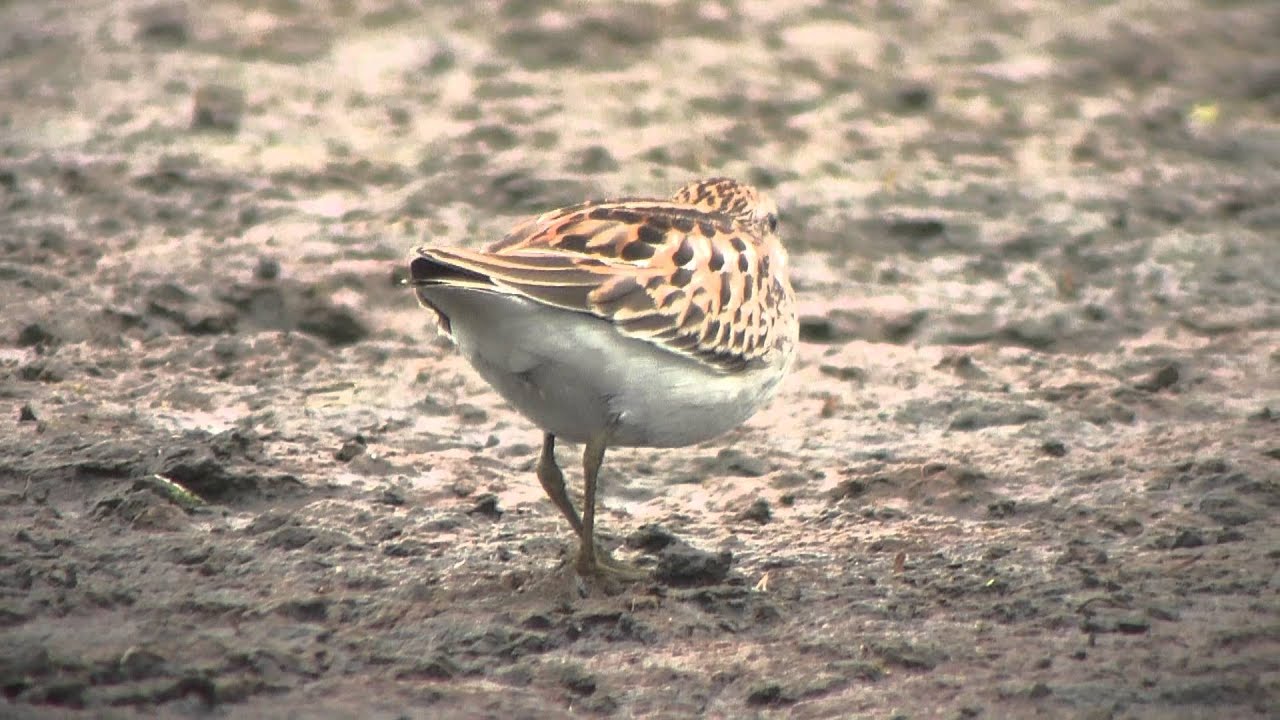 Least Sandpiper 